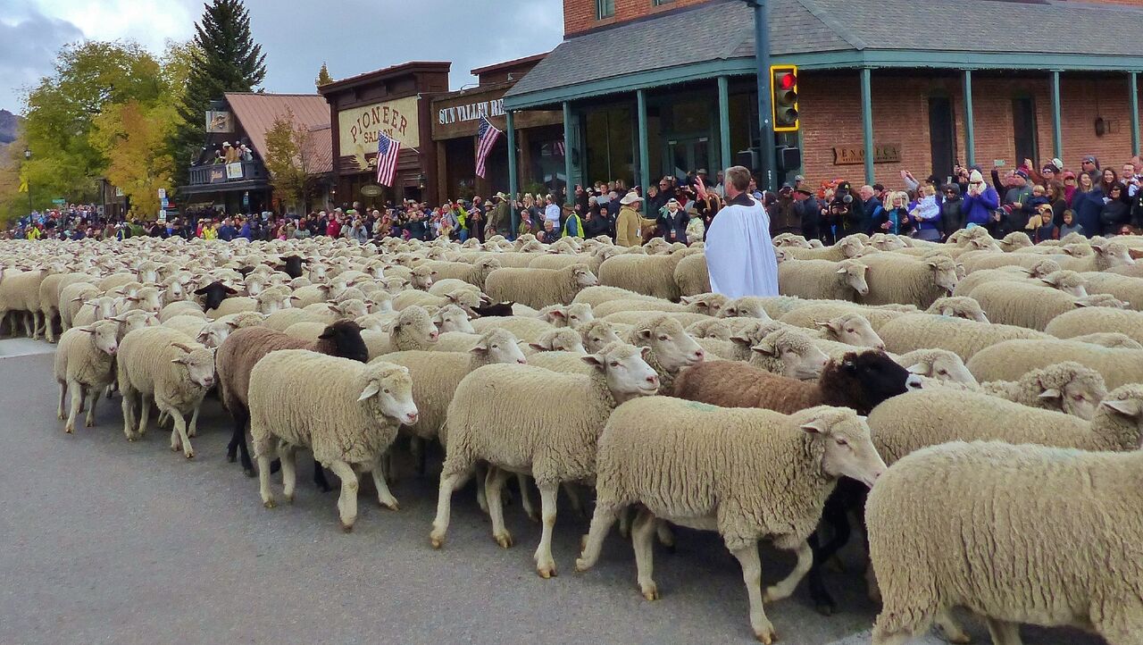 Trailing of the Sheep Festival Volunteer Opportunities voluntourist