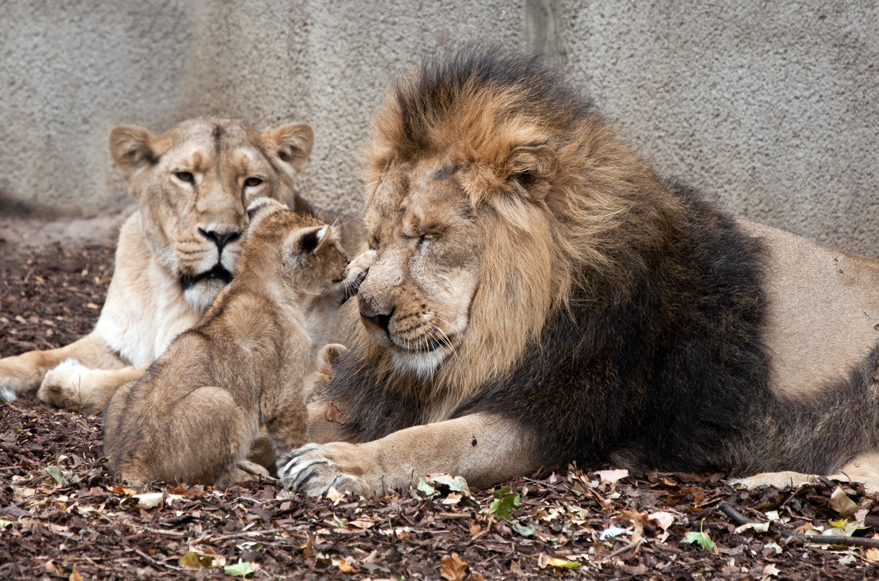 male and female lion pictures