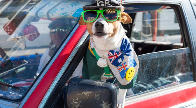 Taking a road trip with your pet? Check out these tips!