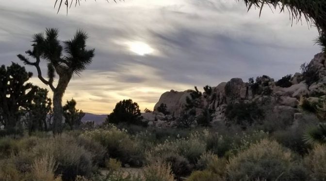 Joshua Tree and Pioneertown Tips, Fun Facts and Things to Do – The Voluntourist