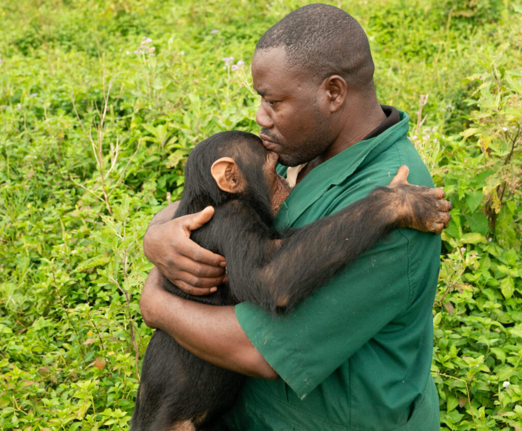 How Burundi genocide survivor Stany Nyandwi is helping save chimpanzees